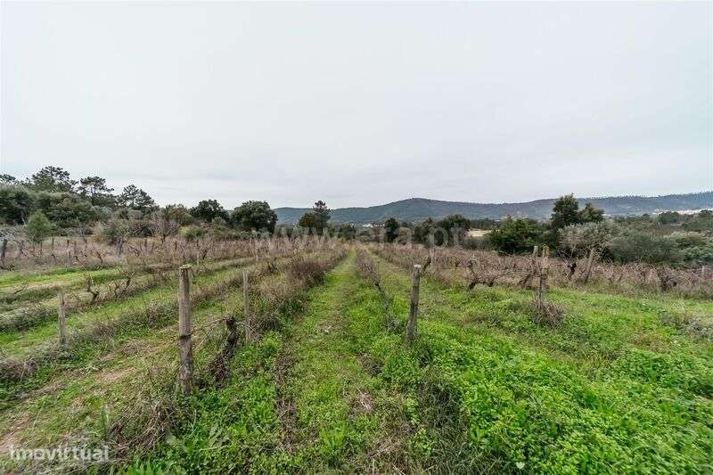 Quinta T1 / Fundão, Vale Prazeres - Grande imagem: 5/19