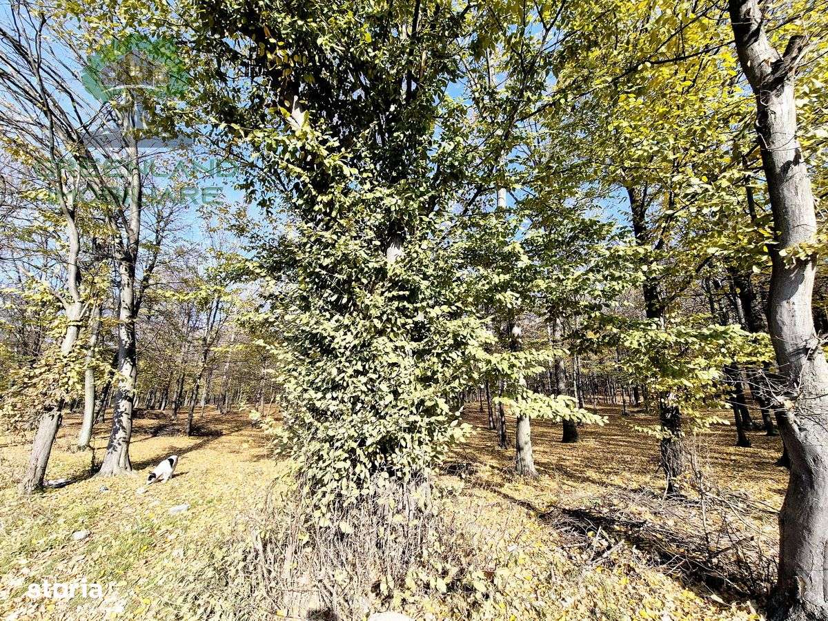 TEREN cu PADURE, 10.000mp, zona BARNOVA, langa Hamak - Imagine principală: 3/8