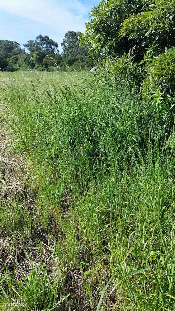 Terreno 11.640 m² Colares - Sintra - Grande imagem: 4/6