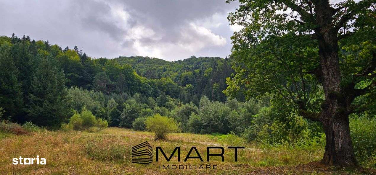 Teren 550 mp Dambul Morii - Imagine principală: 3/4