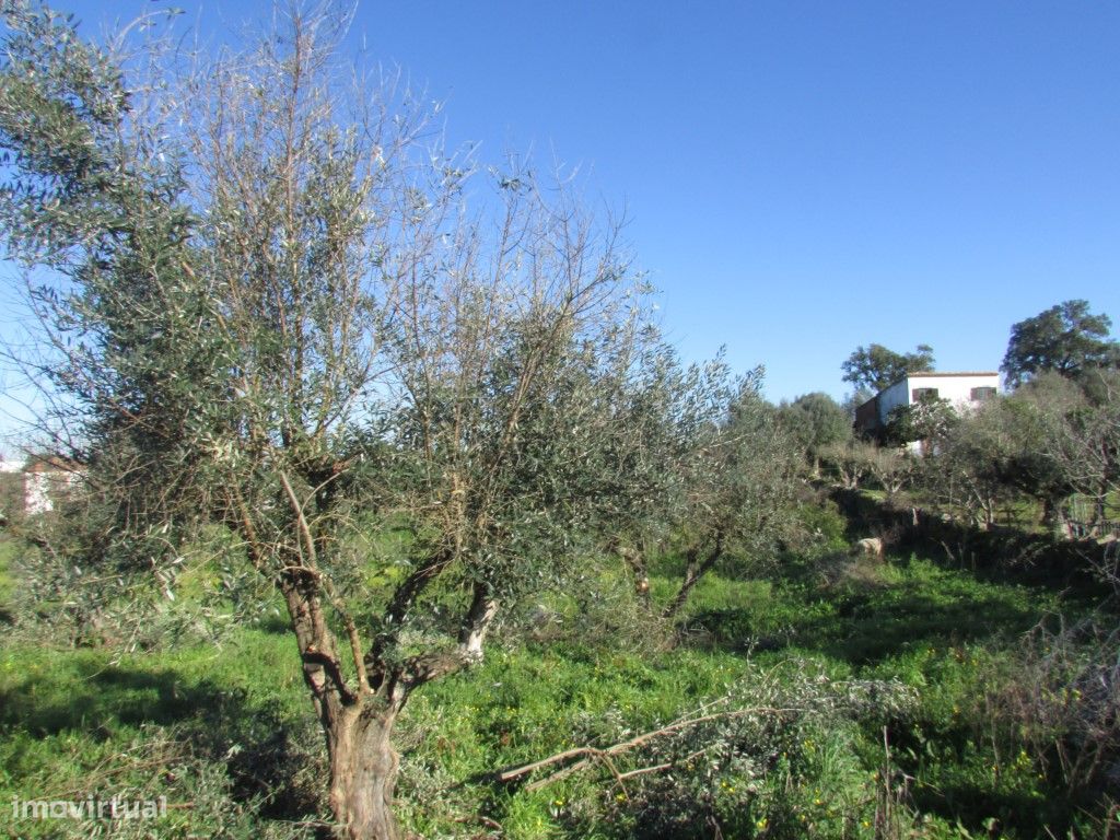 Lote de Terreno - Grande imagem: 1/31