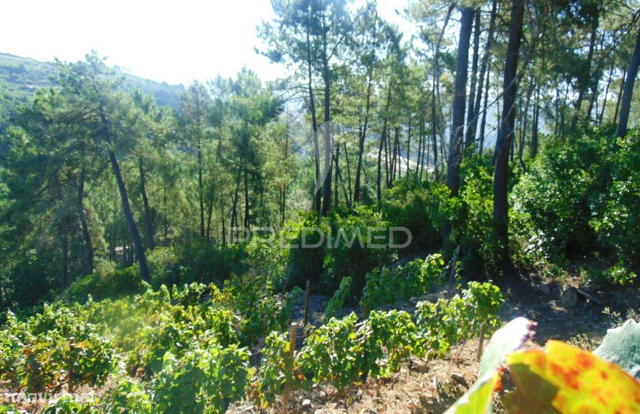 Vinha em produção no Alto Douro Vinhateiro - Grande imagem: 5/36