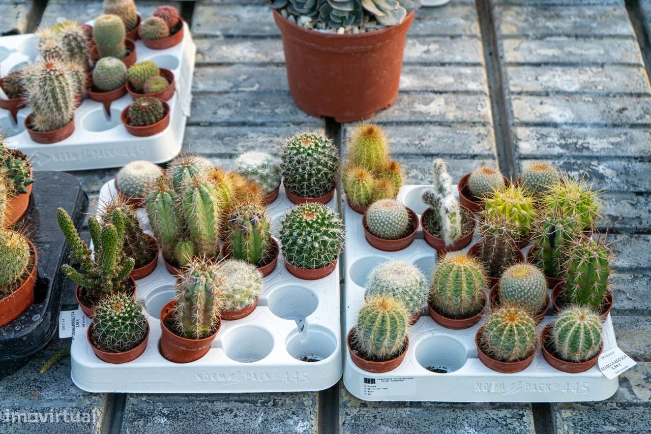 Trespasse de Centro de Jardinagem – Negócio Completo e Equipado - Beja - Grande imagem: 4/27