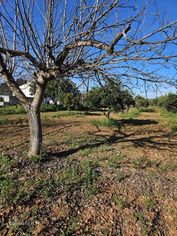 Quinta de 20 hectares em Campo Maior com Olival - Grande imagem: 5/12