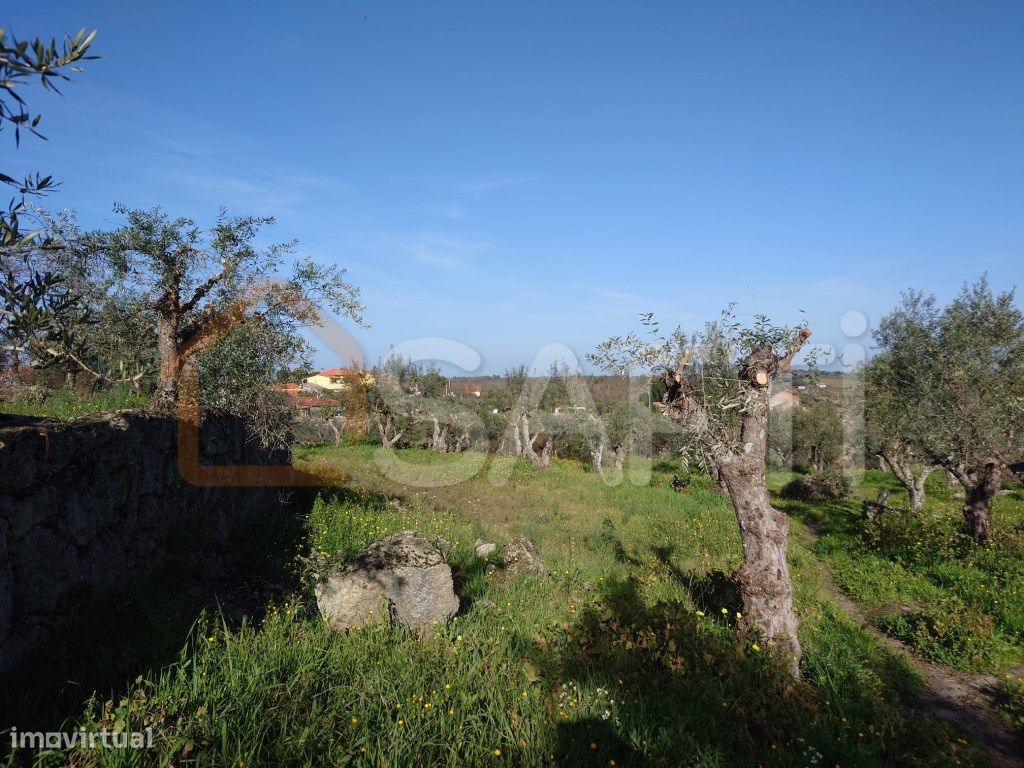 Quinta em Castelo Branco