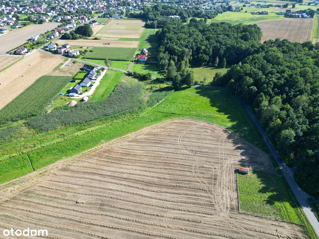 Pasieki, las, media i asfalt - idealne !-6