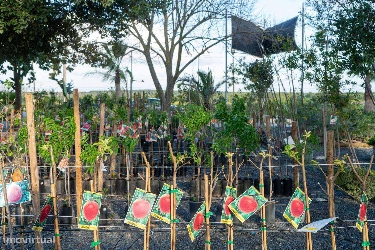 Trespasse de Centro de Jardinagem – Negócio Completo e Equipado - Beja-22