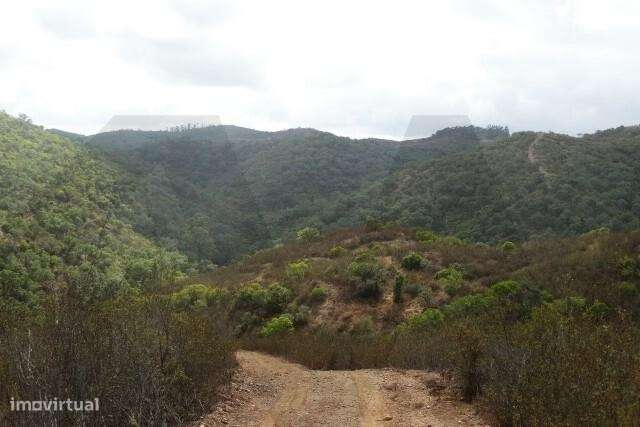TERRENO COM POSSIBILIDADE DE CONSTRUÇÃO - SANTANA DA SERRA (Ourique) - Grande imagem: 5/16