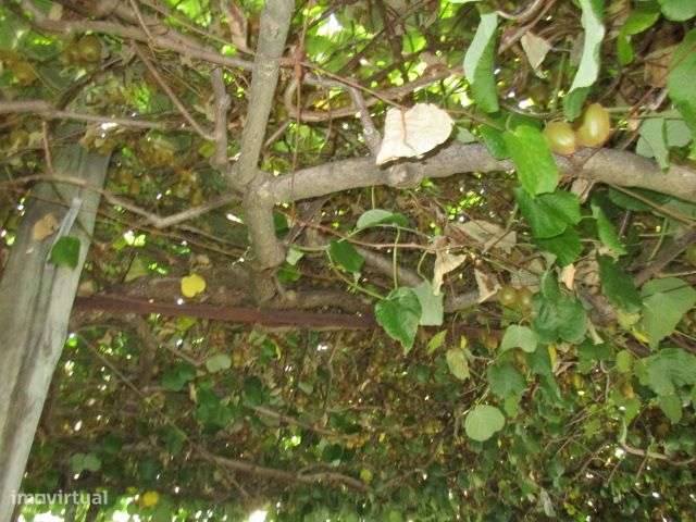 Quintinha em Roriz-25