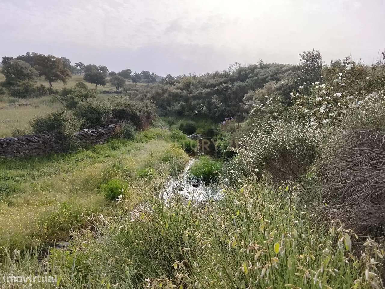 Terreno rústico 16.6ha Montalvão, Nisa-9