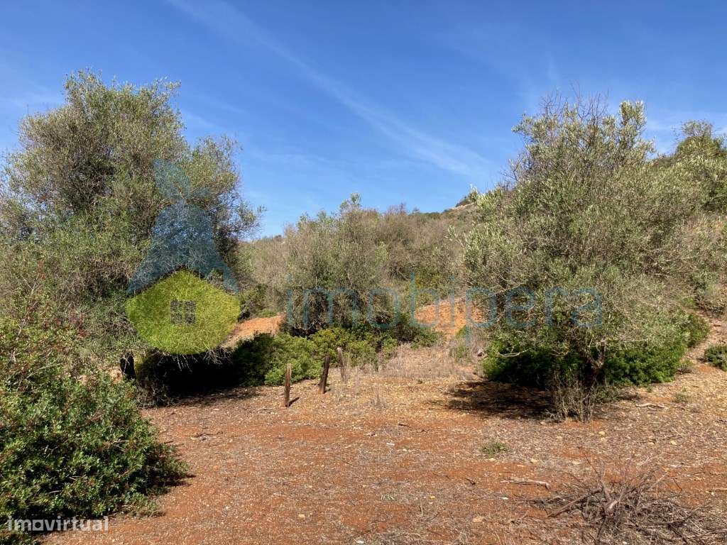 TERRENO RÚSTICO COM POÇO E ÁRVORES DE SEQUEIRO EM PADERNE - Grande imagem: 2/14