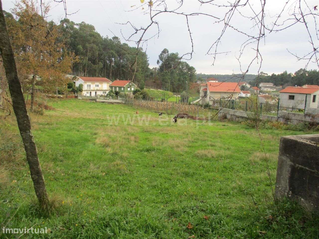 Terreno em Arnozela - Grande imagem: 2/14