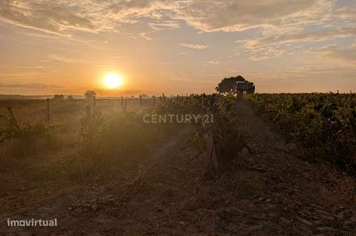 Vinha em pleno estado de produção com 6 Hectares de vinhas produtivas - Grande imagem: 5/26