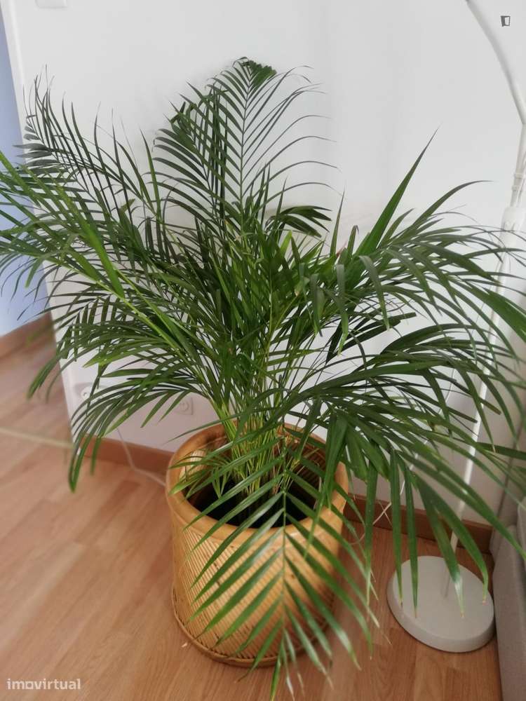 Apartamento com 1 quartos - localizado em Benfica Lisbon - Grande imagem: 2/10