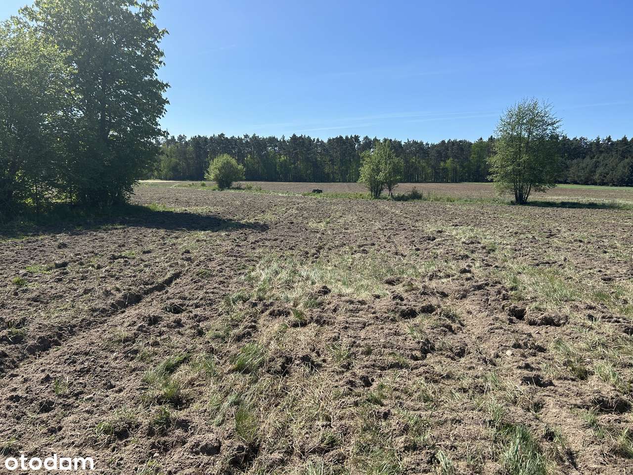 Piękna działka siedliskowa w okolicy niedaleko Uniejowa - Pełny obrazek: 4/5