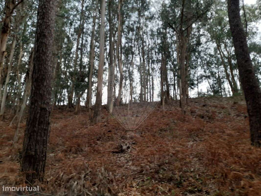 Terreno  para venda - Grande imagem: 4/4