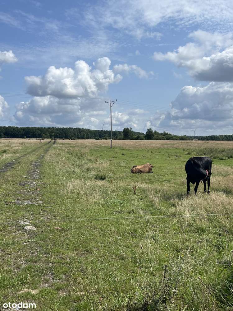 Darłowo/ Krupy dojazd asfaltowy , dojazd do morza, Darłowa 10 minut-7