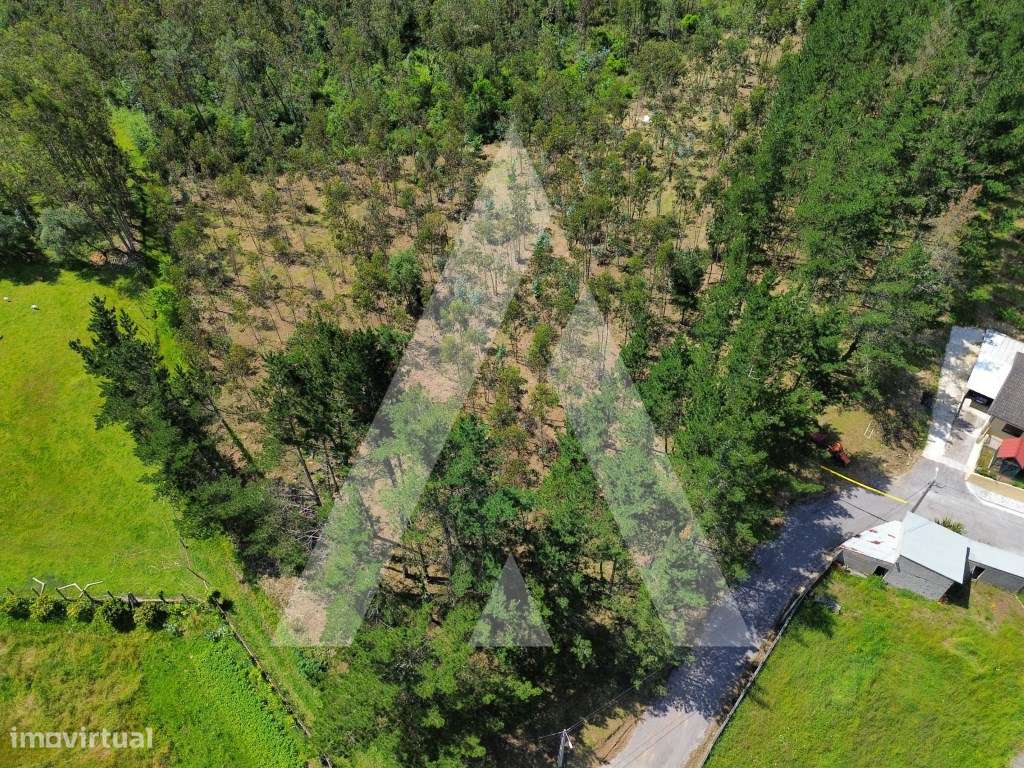 Terreno em Serém de Cima - Macinhata do Vouga - Grande imagem: 5/15