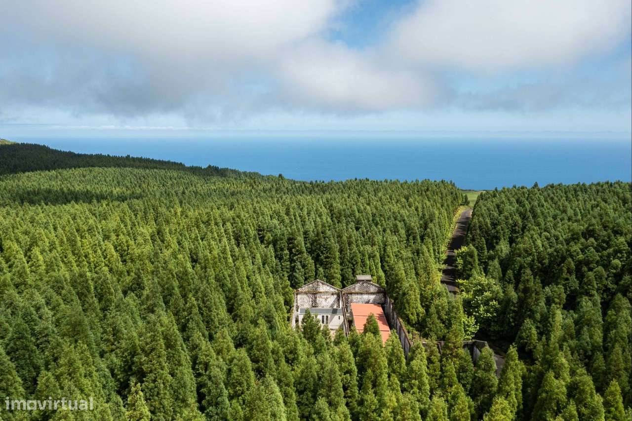 Quinta florestal  // Património ambiental // Investimento ROI garantid - Grande imagem: 5/29