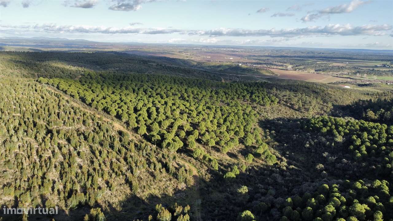 Herdade T5 Venda em Escalos de Baixo e Mata,Castelo Branco-10