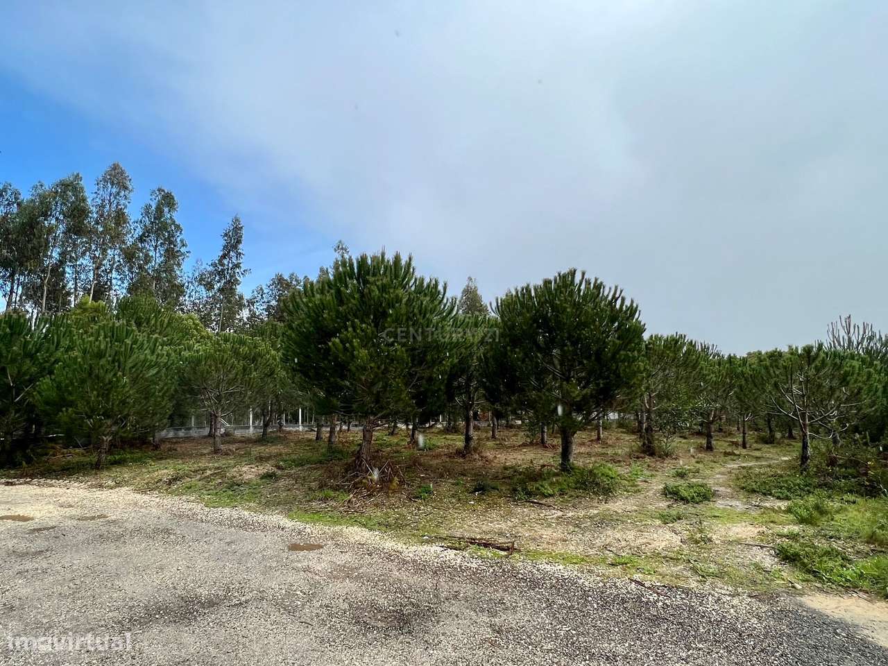 Terreno com Viabilidade de Construção, Monte Real - Grande imagem: 2/21