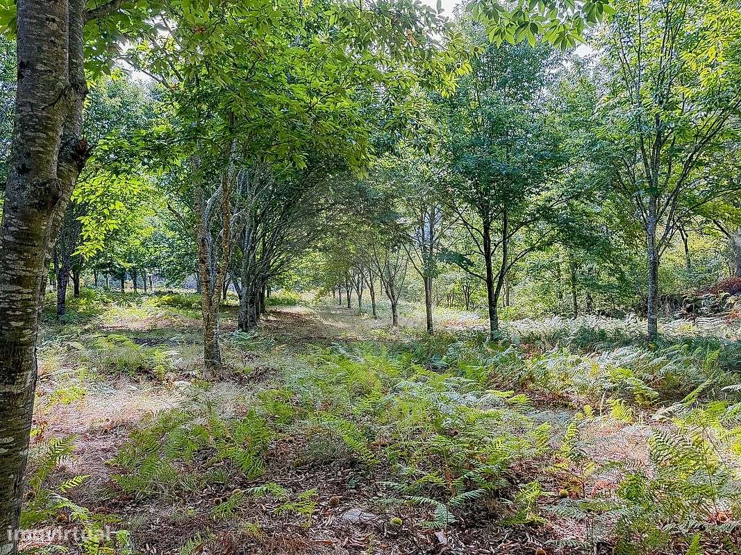 Terreno  para venda-13