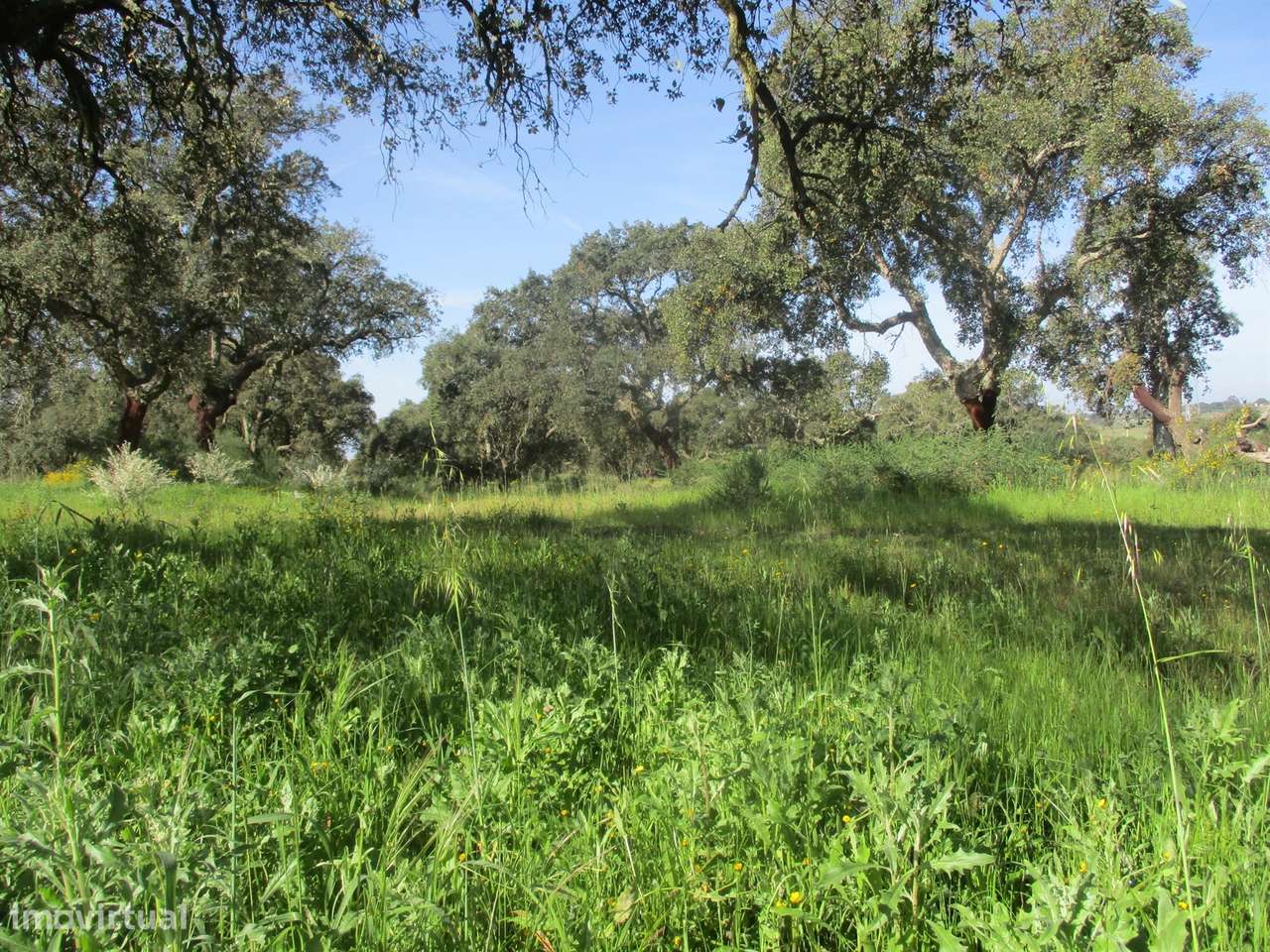 Quinta com habitação, poço, sobreiro, casa-6