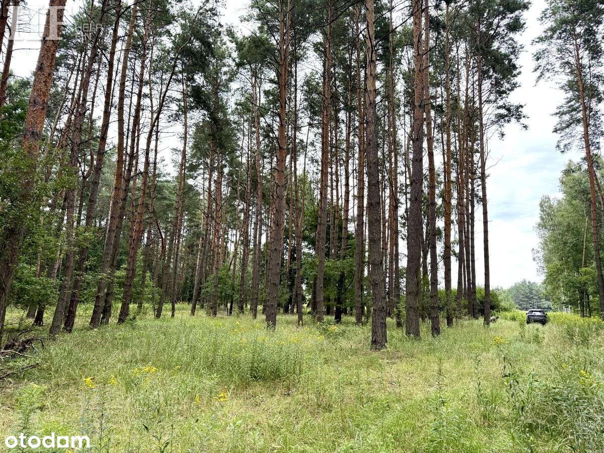3 działki budowlane-  Warszawska,  las - Pełny obrazek: 5/10