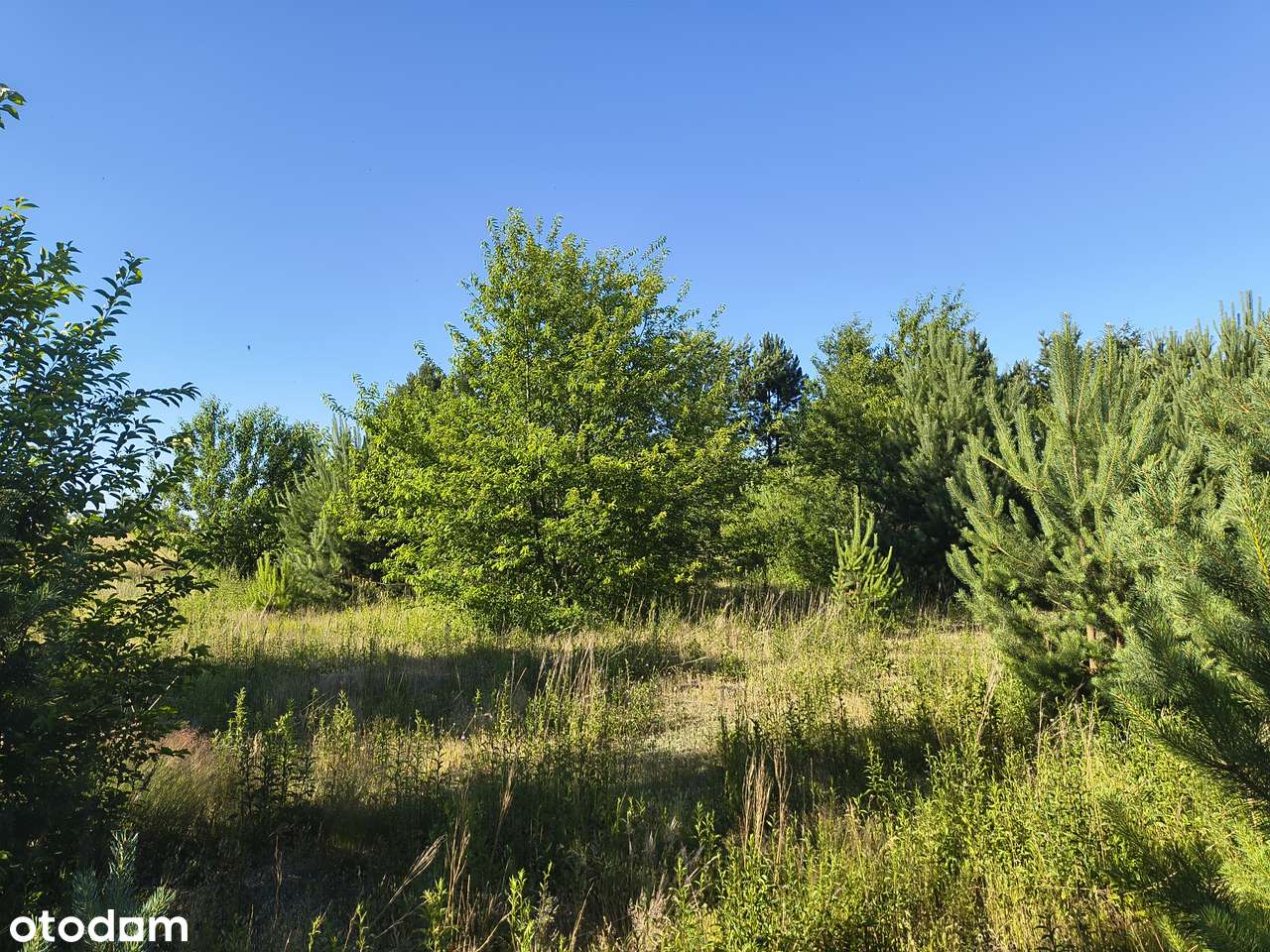 Sprzedam dwie działki budowlane w Murzynowie - Pełny obrazek: 4/8