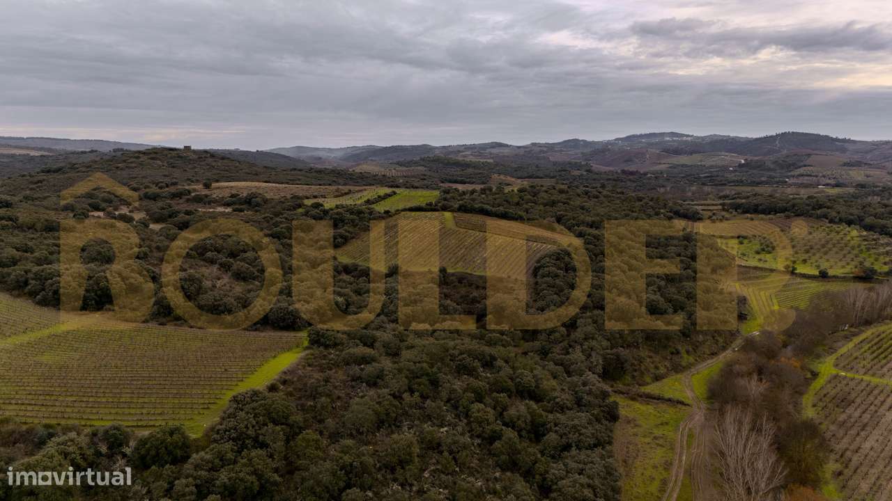 Quinta do Arieiro - Cedovim | Vila Nova de Foz Côa | Douro Superior - Grande imagem: 4/52