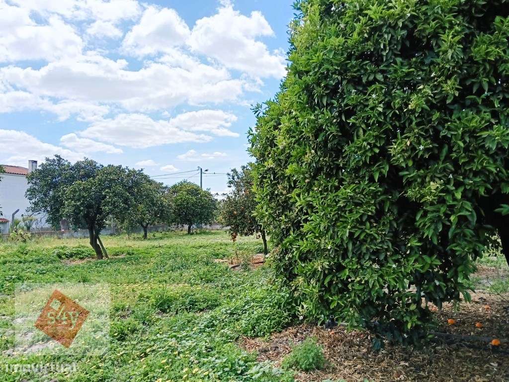 Quintinha com Moradia Térrea em Santo Isidro de Pegões!-15