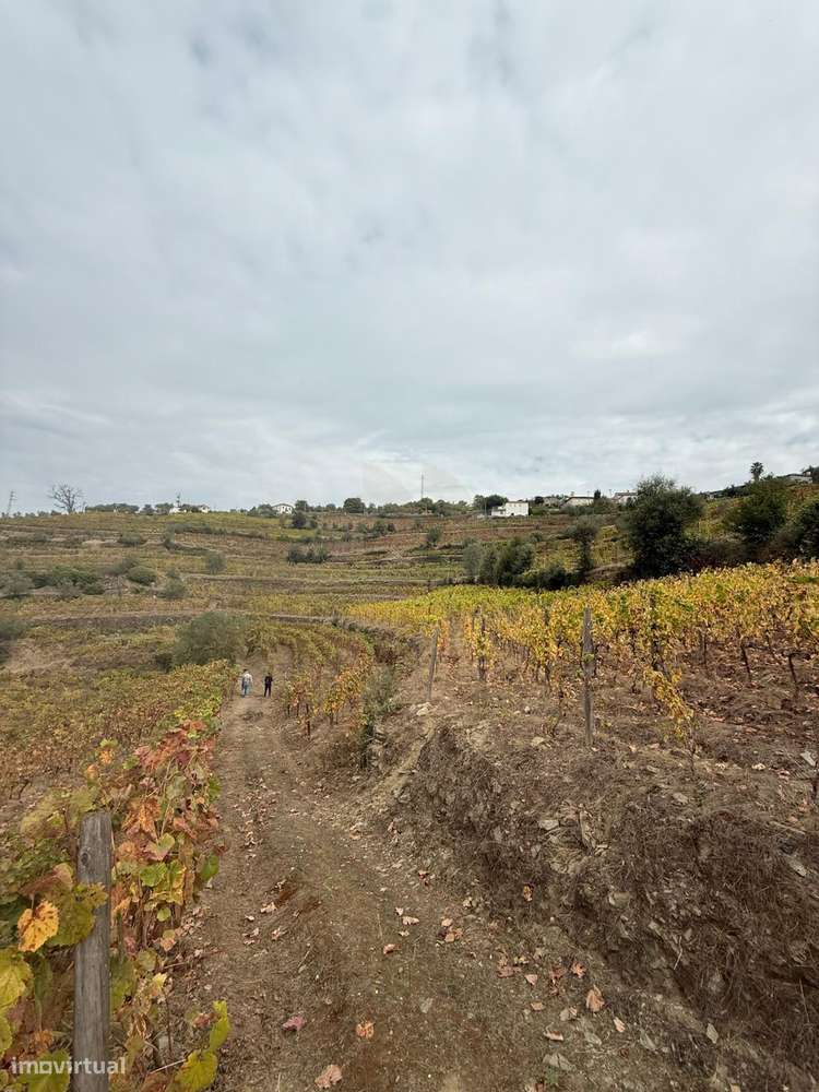 Quinta do Prado em Moura Morta, Régua-31