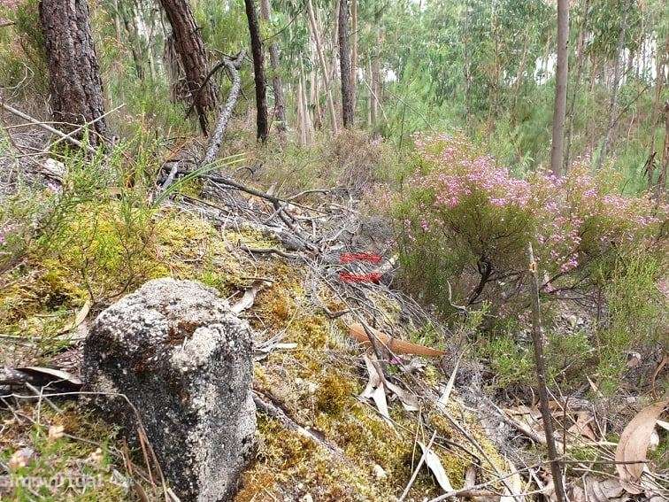 Terreno rústico com eucaliptos, Cercal, Ourém - Grande imagem: 2/7