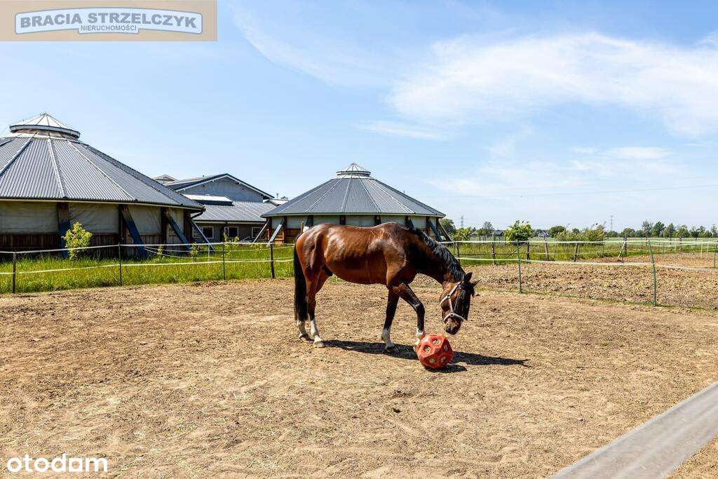 Funkcjonujący ośrodek jeździecki 35 km od Warszawy - Pełny obrazek: 4/14