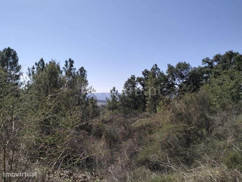 Terreno Rústico / Fundão, Pêro Viseu - Grande imagem: 5/7