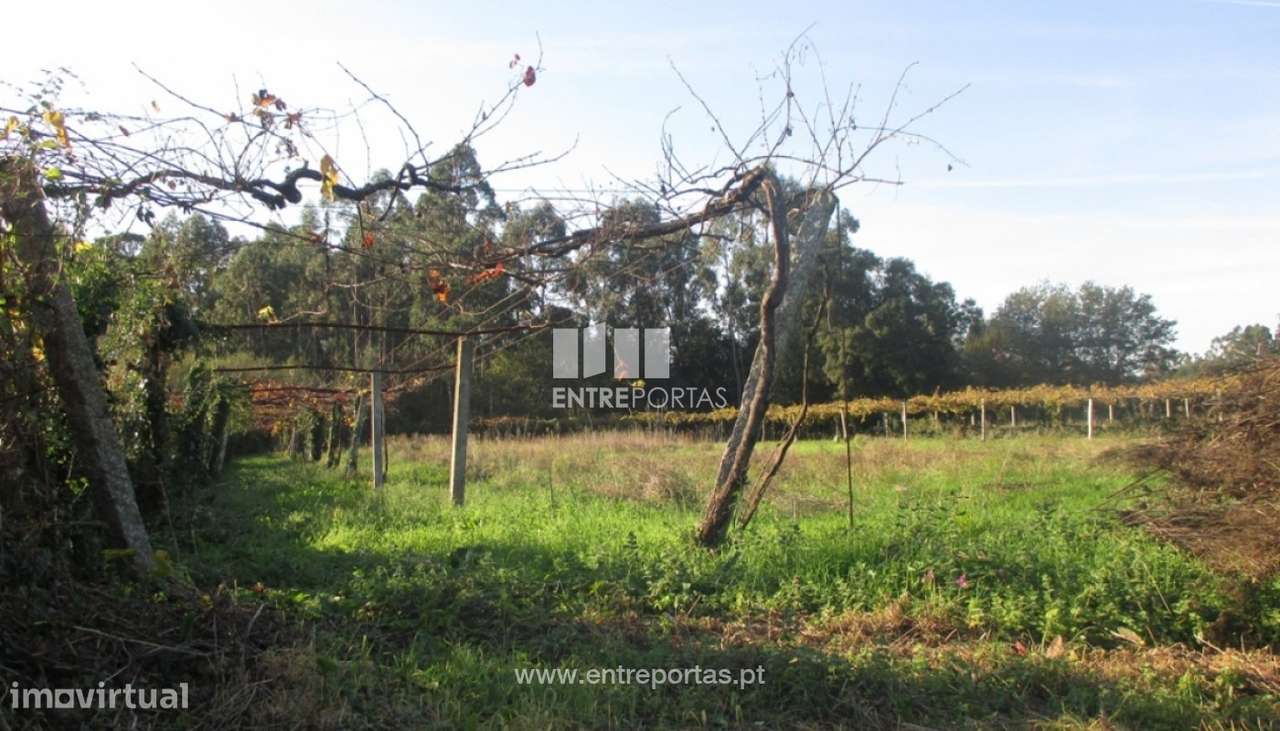 Venda de terreno agrícola, Barroselas, Viana do Castelo - Grande imagem: 2/4