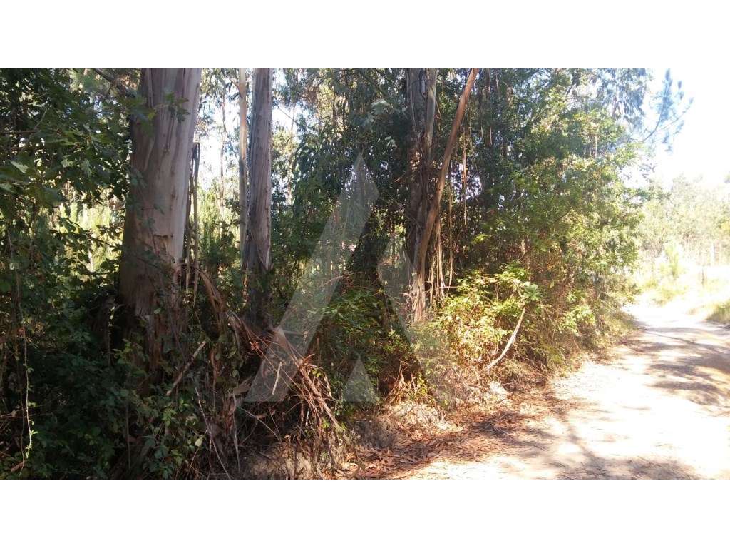 Eucaliptal Oiã - Grande imagem: 5/7