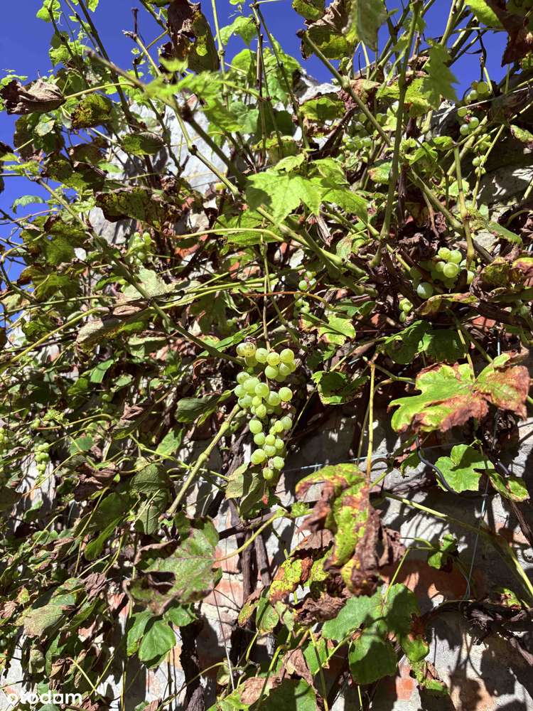 [REZERWACJA] Dom,działka 1900 m²|2 Garaże|Fotowoltaika, Klimatyzacja|-17