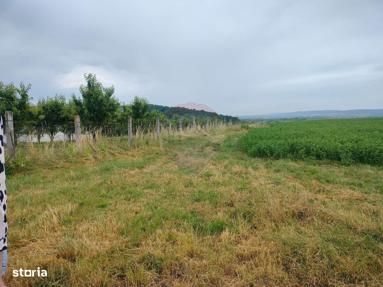 Teren extravilan 18200 mp Reghin - Imagine principală: 3/3