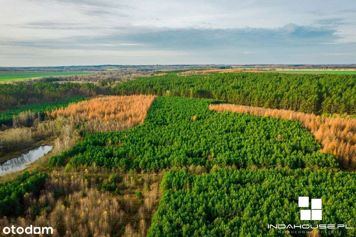 Las. Zainwestuj w swoją przyszłość. - Pełny obrazek: 5/12