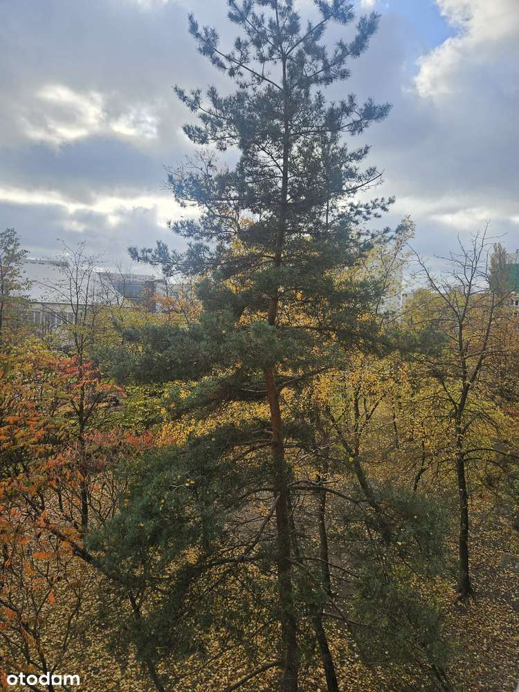 Kawalerka, Centrum!!!!!!!-9