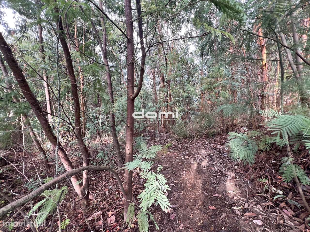 Pinhal com 11.413 m² em Vouzela🌲 - Grande imagem: 5/8