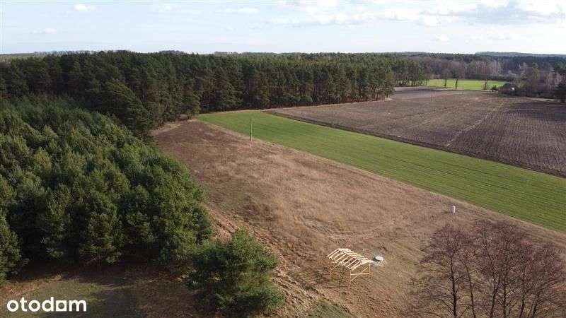 Boleń (k. Dąbrówki Wlkp.)-działka w otoczeniu lasu - Pełny obrazek: 4/8