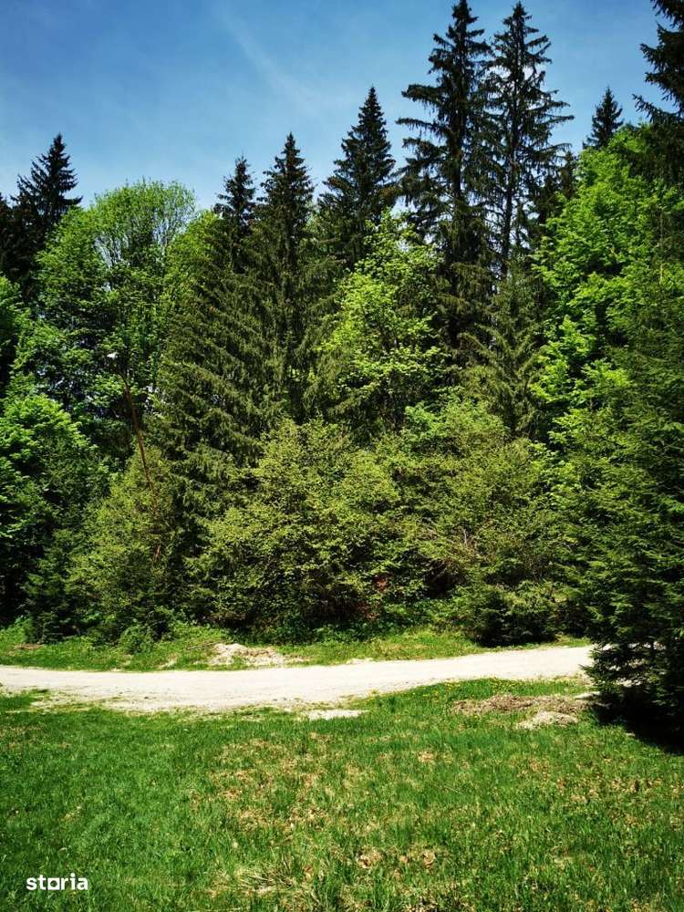 Teren în Poiana Brasov - Imagine principală: 4/4