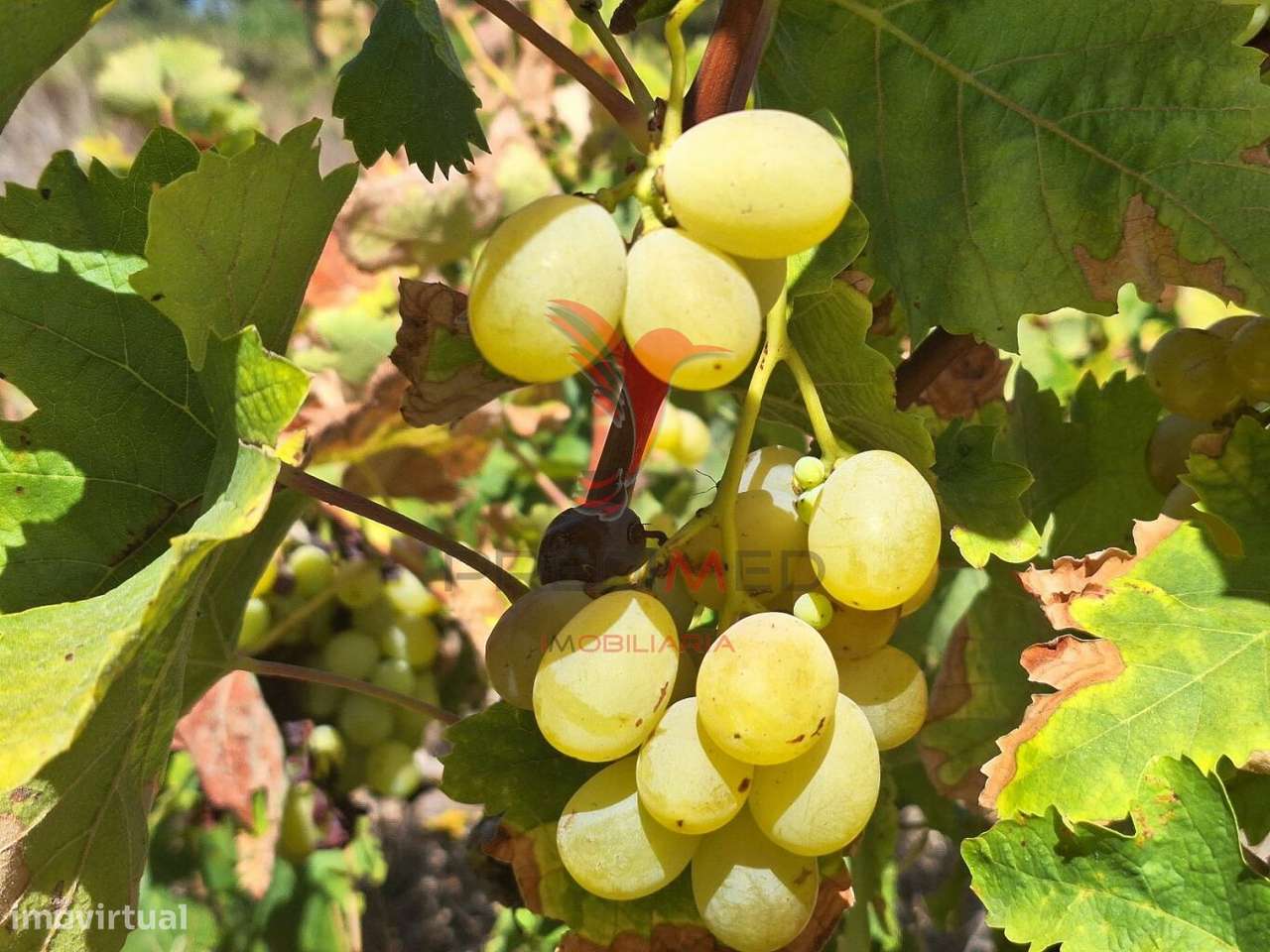 Terreno rústico, situado no Alto do Vale de Santarém - Grande imagem: 3/16