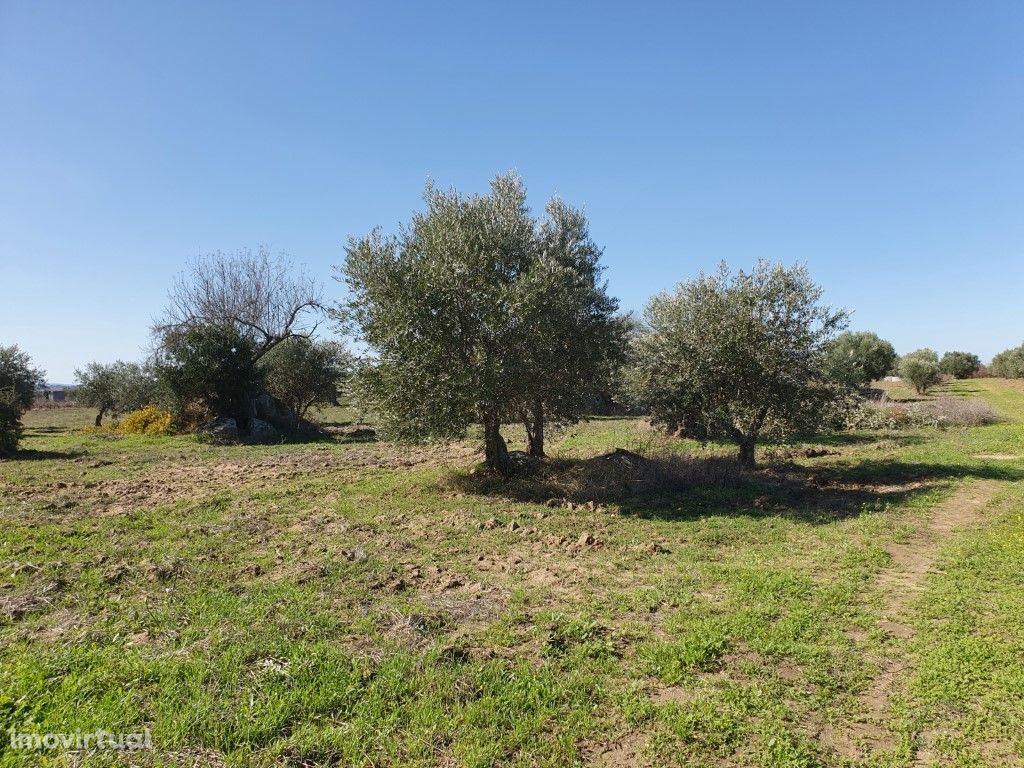 Terreno com 2,5 ha, com oliveiras e árvores de fruto