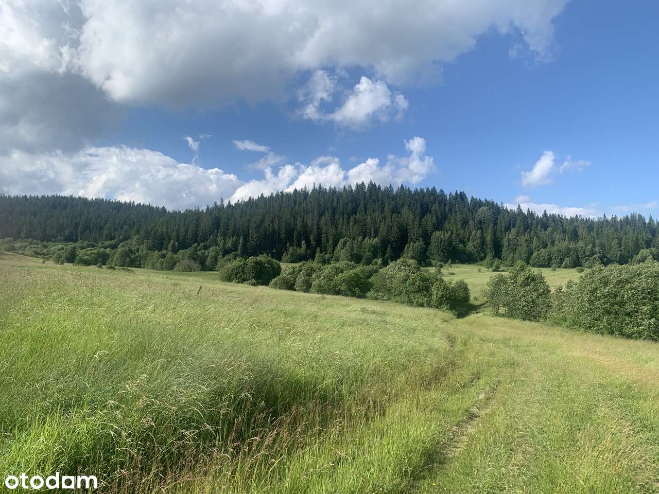 Lipnica Wielka - działki  leśne-1