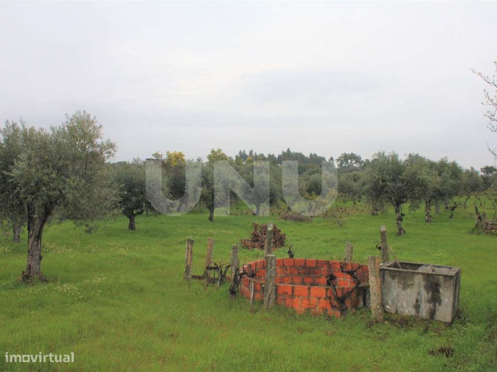 Terreno Rústico para Venda em Escalos de Cima. - Grande imagem: 3/14