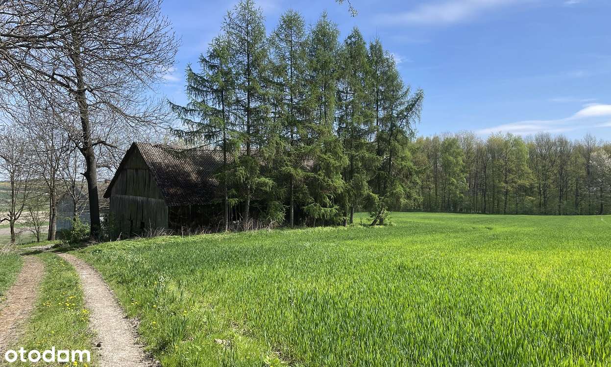 Siedlisko na polanie, pod stadninę lub agroturystykę, 30 min od KRK - Pełny obrazek: 5/12