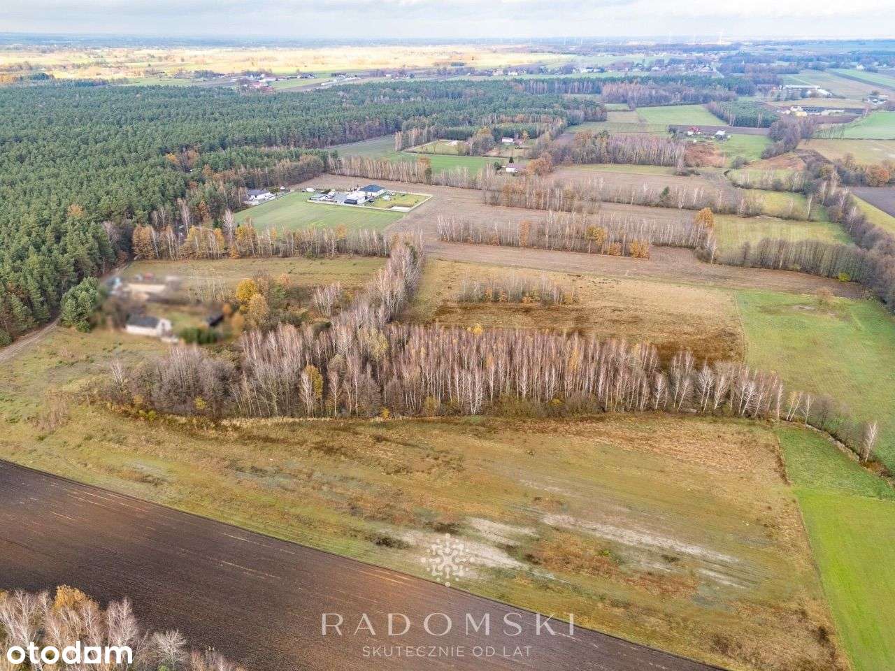 8 działek koło Brzezin | Las dookoła - Pełny obrazek: 4/9